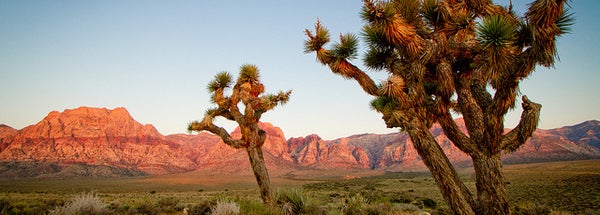 joshua tree national park