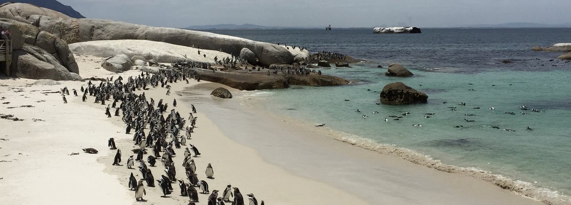 boulders beach penguin colony