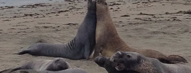 elephant seal vista point is one of us & canada.