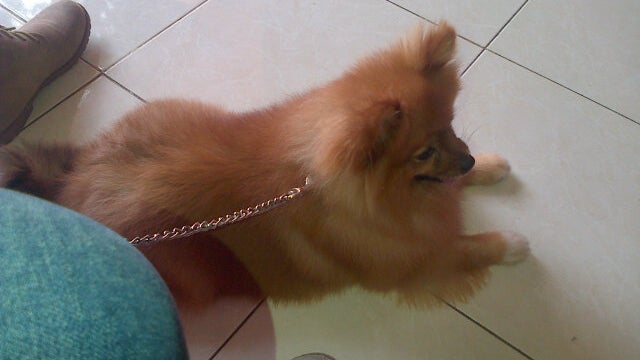 Rumah Tam - Tam Grooming and Pet House