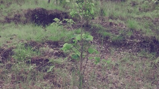 Jalan Raya Batubulan