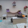 Foto Gatto Macchiato Cat Café, Teresópolis Foto Gatto Macchiato Cat Café, Teresópolis