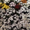 Foto Campana Flores, Benevides Foto Campana Flores, Benevides