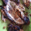 Foto Ikan Bakar Fauzi, Pekanbaru Foto Ikan Bakar Fauzi, Pekanbaru