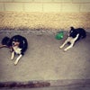 Foto Nossa Fazendinha, Nova Lima Foto Nossa Fazendinha, Nova Lima