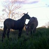 Foto Haras Rancharia Mangalarga Marchador, Paracatu Foto Haras Rancharia Mangalarga Marchador, Paracatu
