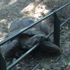 Photo of Bronx Zoo