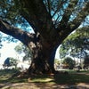 Foto Timburi Centenário, Boa Esperança do Sul Foto Timburi Centenário, Boa Esperança do Sul