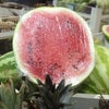 Foto Hortifruti Boa Ventura, Penedo Foto Hortifruti Boa Ventura, Penedo