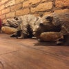 Foto Bonsai Sushi Bar, Patrocínio Foto Bonsai Sushi Bar, Patrocínio