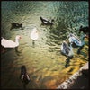 Foto Espelho D'agua, São Luís de Montes Belos Foto Espelho D'agua, São Luís de Montes Belos