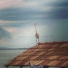 Foto Lagoa de Jaguaruna, Jaguaruna Foto Lagoa de Jaguaruna, Jaguaruna