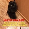 Фото Черная кошка