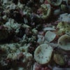 Foto Casa da Pizza, Cabrobó Foto Casa da Pizza, Cabrobó