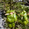 Фото Wildberries