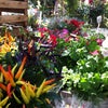 Foto Feira de Flores, Belo Horizonte Foto Feira de Flores, Belo Horizonte