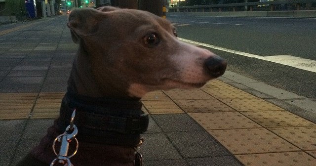 新森バッティングセンター（大阪府）｜こころから