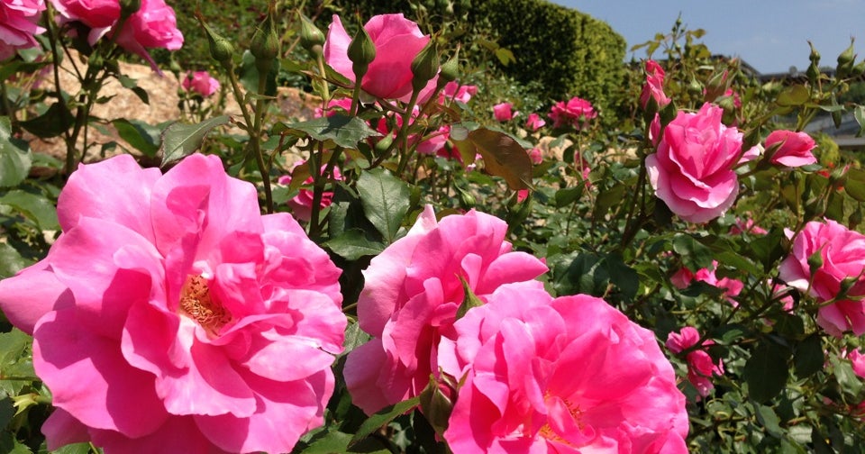 花フェスタ記念公園 岐阜県 こころから