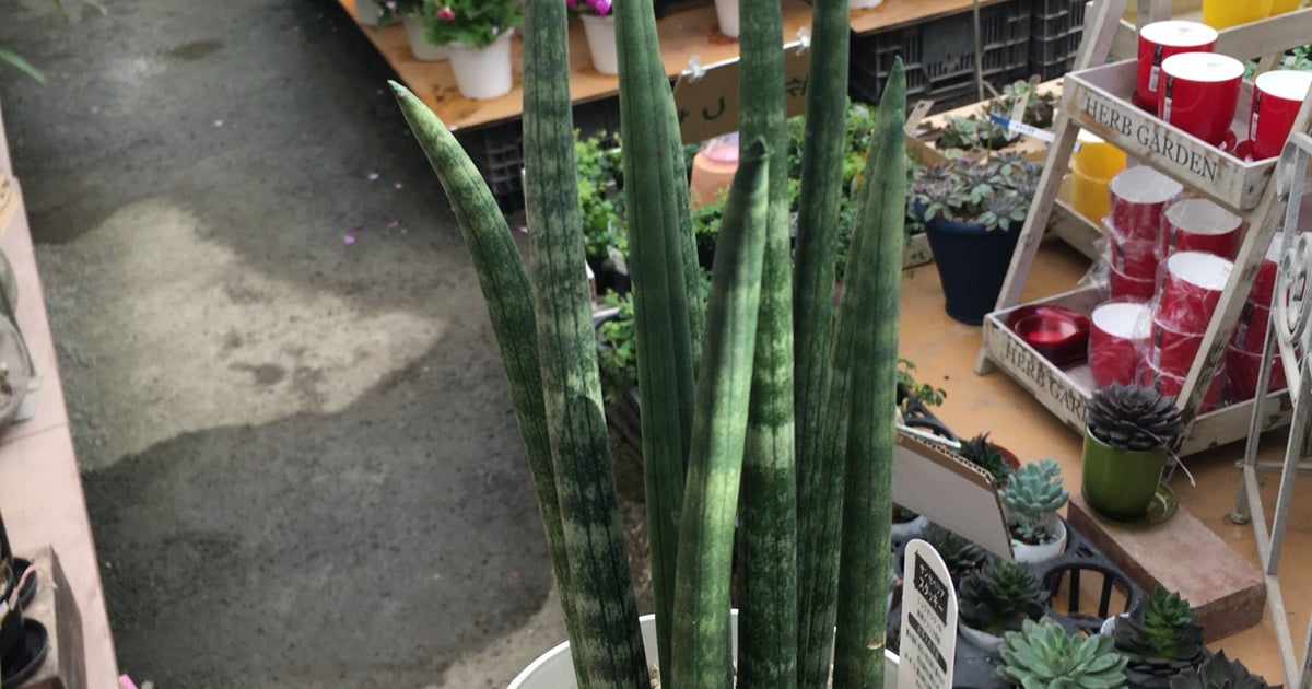 久山植木 本店 福岡県 こころから 久山植木 本店 福岡県 こころから