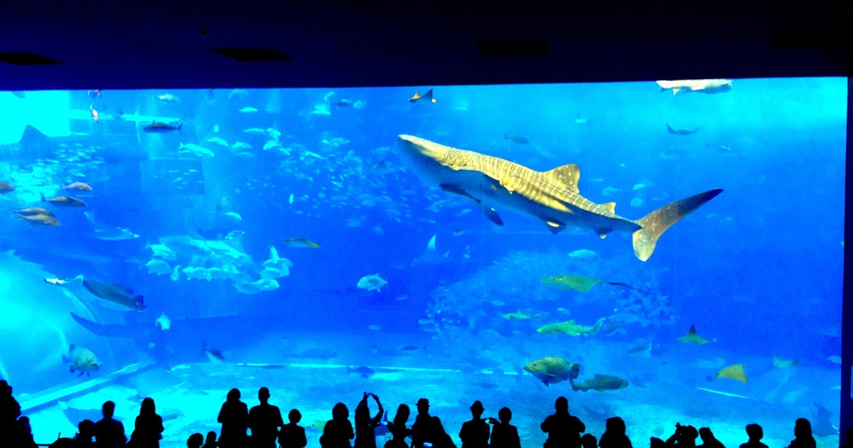 ❤️チャルメラ❤️星の海　小さな水族館　Sea drop✩。°ネックレス 沖縄県【沖縄美ら海水族館】 記念メダル | 記念メダル図鑑