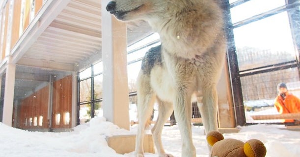 円山動物園（北海道）｜こころから