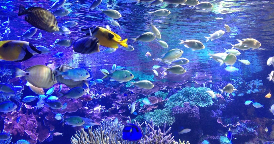 鳥羽水族館（三重県）｜こころから