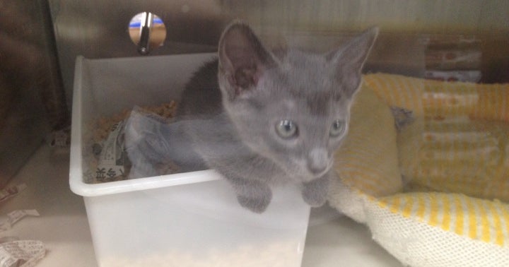 三貴フラワーセンター ペット館 愛知県 こころから