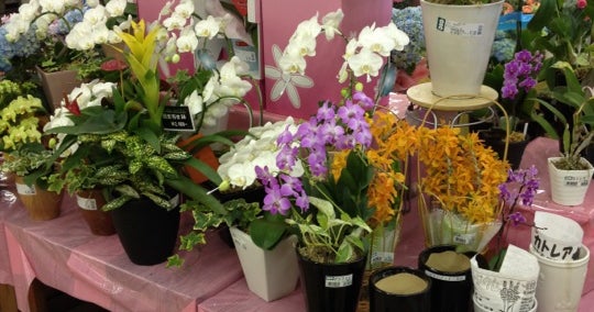 アヤハディオ 吉祥院八条店 京都府 こころから