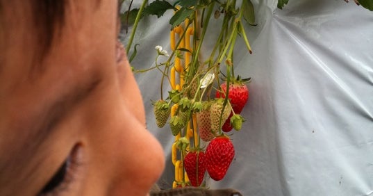 澤田農園 愛知県 こころから