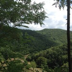 Viola