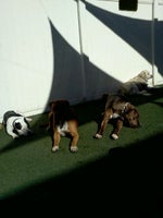 k9s only prices photos