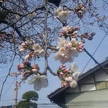城下町 桜並木