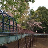 絹の台桜公園