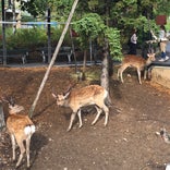 エゾシカの森｜旭山動物園