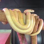 岩国シロヘビの館