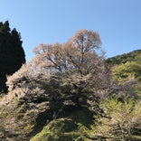佛隆寺の千年桜