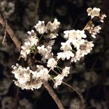 石戸蒲桜