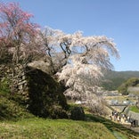 本郷の滝桜 (又兵衛桜)