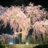 円山公園枝垂桜