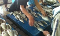 Tempat Pelelangan Ikan (TPI) Rajawali