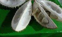 rumah durian