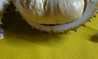 Durian 