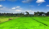 Sawah Indah