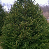 photo taken at moose apple christmas tree farm by angela on 1222012 - Moose Apple Christmas Tree Farm photo taken at moose apple christmas tree farm by angela on 1222012 - Moose Apple Christmas Tree Farm