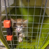Ark Pet Clinic | کلینیک حیوانات خانگی ارک - تبریز, آذربایجان شرقیPhoto taken at Ark Pet Clinic | کلینیک حیوانات خانگی ارک by Fardis B. on ...