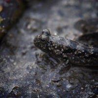 Photo taken at Kranji Beach Battle Site by Leon T. on 11/5/2012