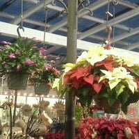 Green Thumb Nursery Flower In Canoga Park Photo Taken At Green Thumb Nursery By Carin C On 12 22 2017