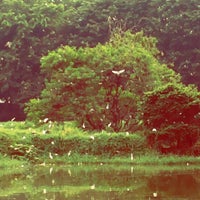 Cemara bundaran - kolam ikan + taman burung