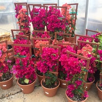 Photos At Bruce Miller Nurseries Mark Twain Belt Line Rd Photo Taken At Bruce Miller Nurseries By Lisa K On 3 23 2016