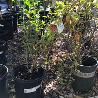 Treeland Nursery In Mesa Az Best 2018 Moon Valley Nur 1875 S Arizona Ave Chandler Az 85286 Yp